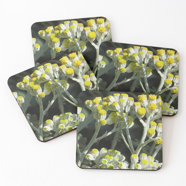 Item preview, Dusty Miller (Centaurea cineraria) in flower designed and sold by Katy Fryd.