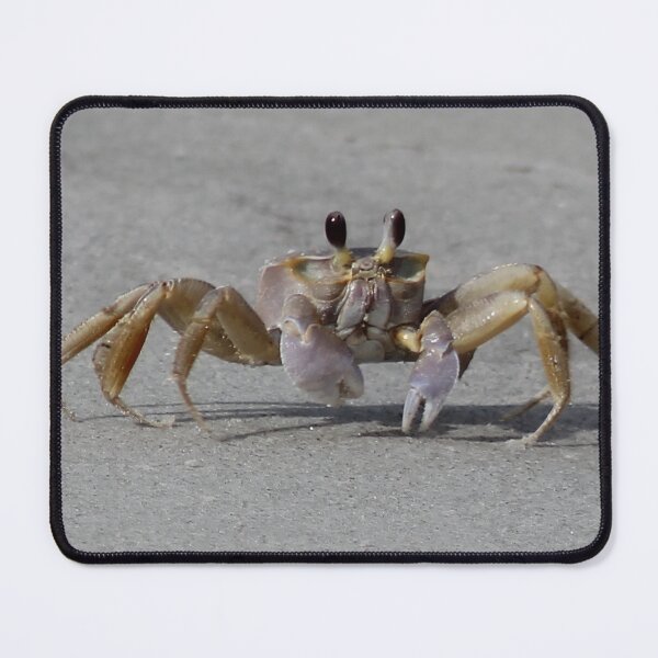 Item preview, Just a little crabby designed and sold by JR Designes.