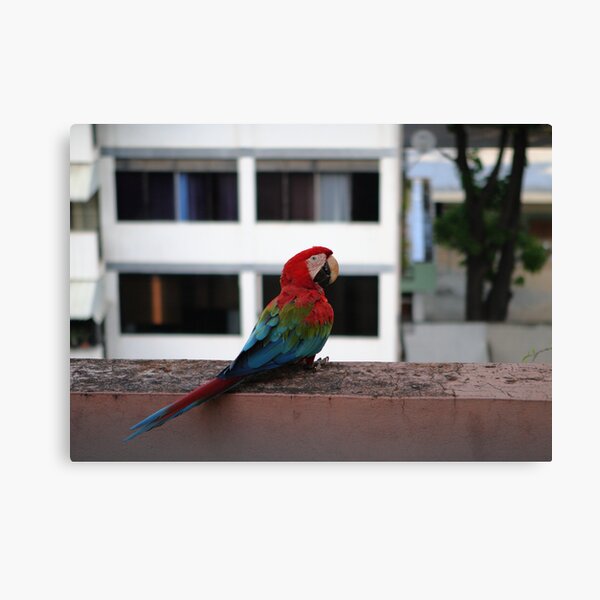 GUACAMAYA Canvas Print