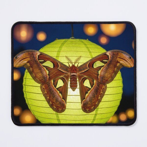 Item preview, Atlas Moth Lights on a Paper Lantern designed and sold by Tridentulus.