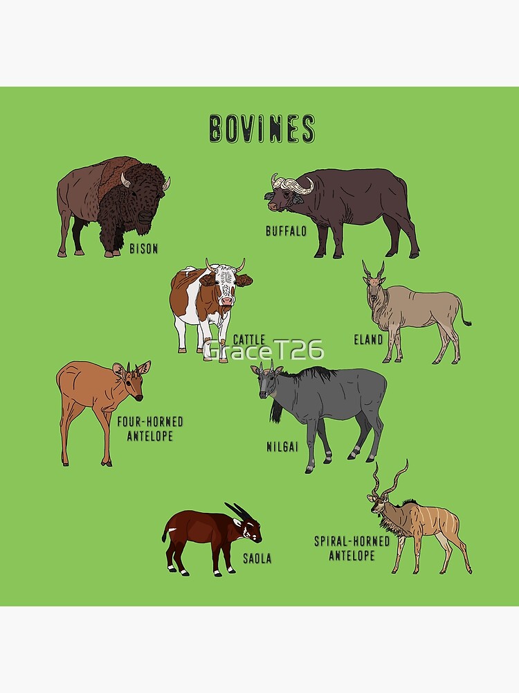 Bovines Bovines