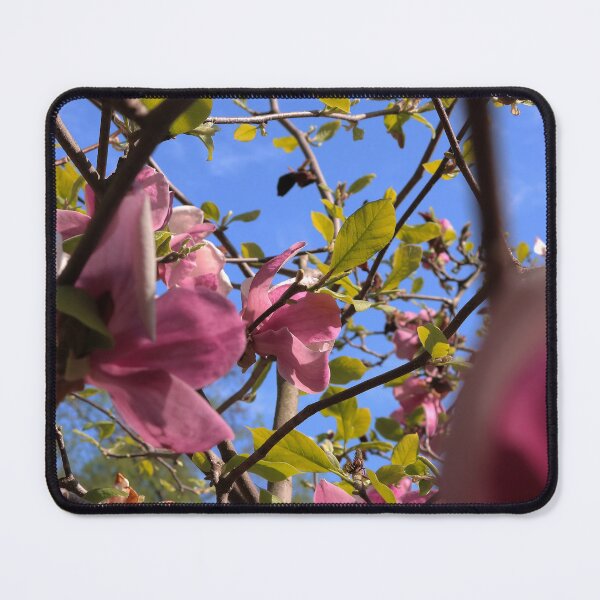 Item preview, Blooming Pink Magnolia Tree Against Blue Sky designed and sold by vikko-art.