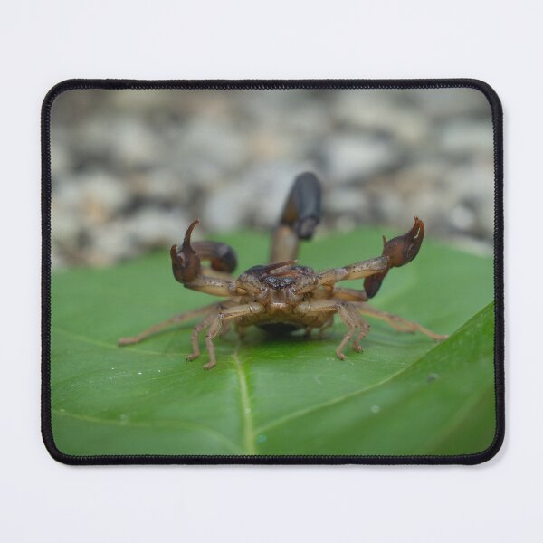 Item preview, Scorpion on Leaf Close Up – Dangerous Wildlife Macro Photography Wall Art designed and sold by WildFrameNature.