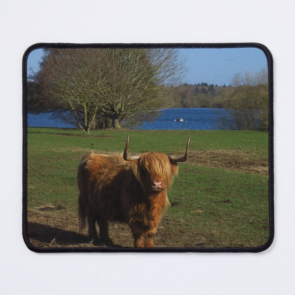 Item preview, Highland Cow, Alton Water, Suffolk designed and sold by wiggyofipswich.