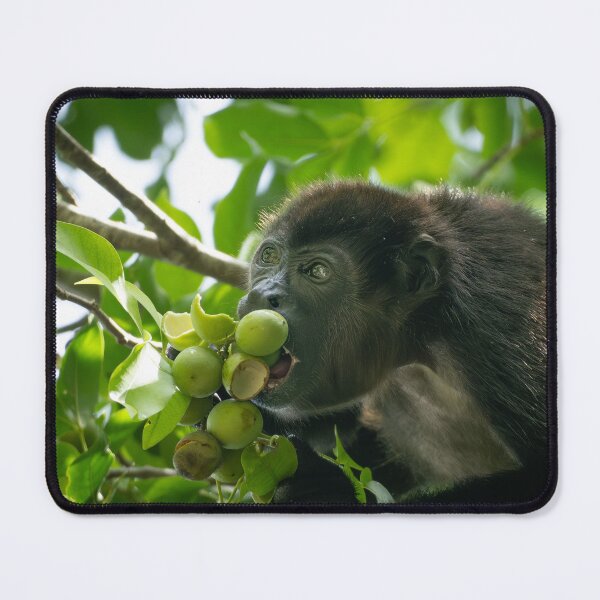 Item preview, Howler Monkey Eating Fruit –  Nature Photography Costa Rica designed and sold by WildFrameNature.