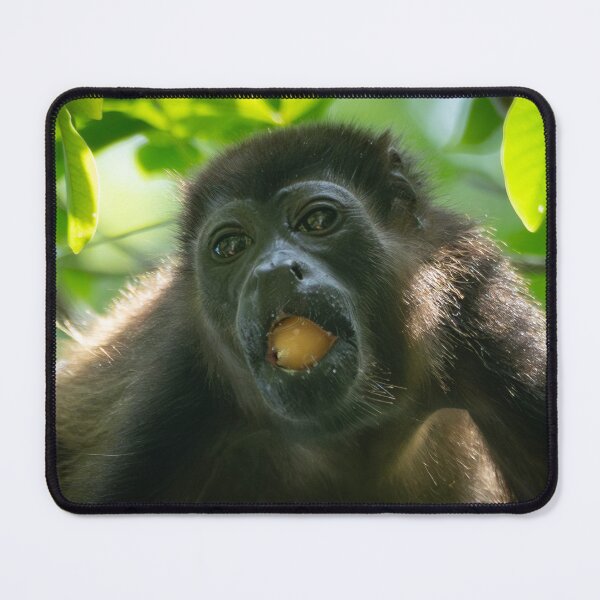 Item preview, Funny Monkey Eating Fruit – Tropical Costa Rica Photography designed and sold by WildFrameNature.