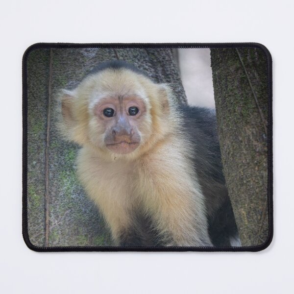 Item preview, Cute Monkey Sitting in Tree – Adorable Wildlife Photography designed and sold by WildFrameNature.