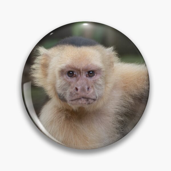Item preview, Grumpy Capuchin Monkey Portrait – Jungle Wildlife Photography  designed and sold by WildFrameNature.