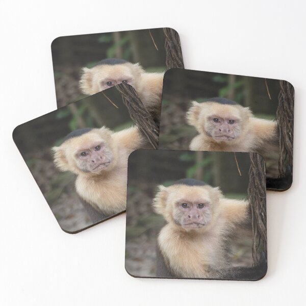 Item preview, Grumpy Capuchin Monkey Portrait – Jungle Wildlife Photography  designed and sold by WildFrameNature.