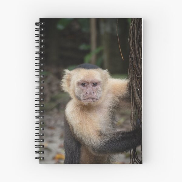 Item preview, Grumpy Capuchin Monkey Portrait – Jungle Wildlife Photography  designed and sold by WildFrameNature.