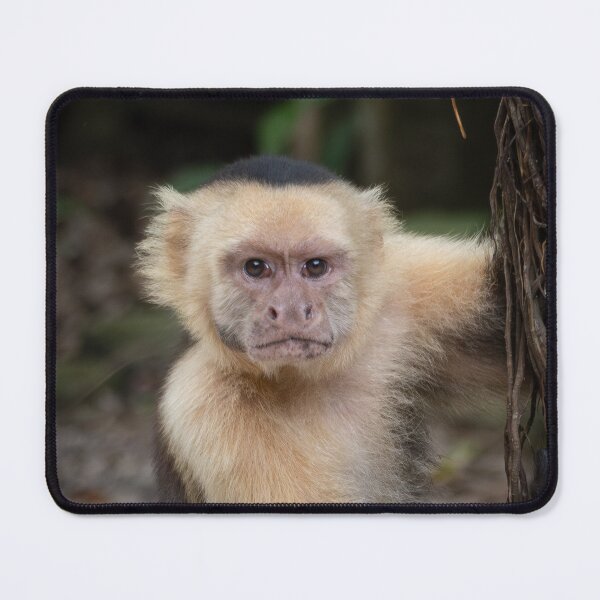 Item preview, Grumpy Capuchin Monkey Portrait – Jungle Wildlife Photography designed and sold by WildFrameNature.