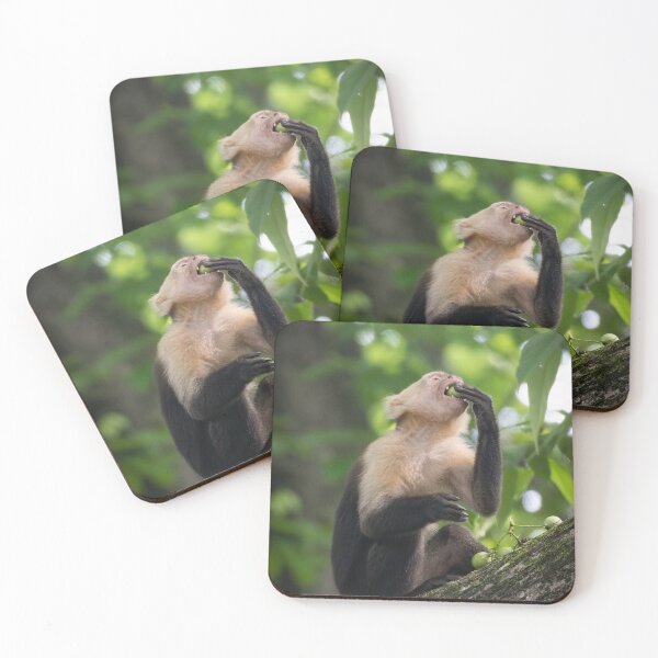 Item preview, Capuchin Monkey Eating Fruit  – Wildlife Action Photography Costa Rica designed and sold by WildFrameNature.