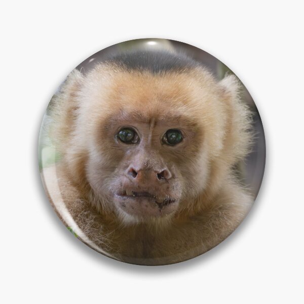 Item preview, Cute Capuchin Monkey Portrait – Adorable Baby Monkey Photography  designed and sold by WildFrameNature.