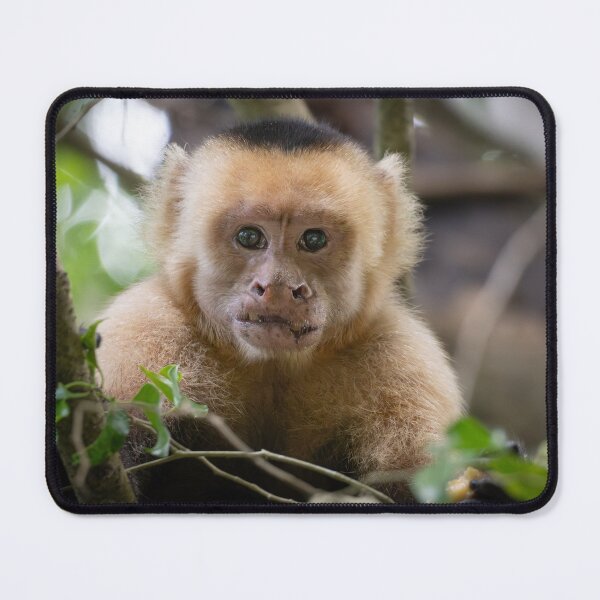 Item preview, Cute Capuchin Monkey Portrait – Adorable Baby Monkey Photography  designed and sold by WildFrameNature.