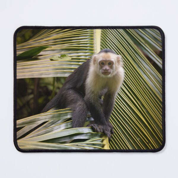 Item preview, Capuchin Monkey on Palm Leaf – Tropical Wildlife Moment Costa Rica designed and sold by WildFrameNature.