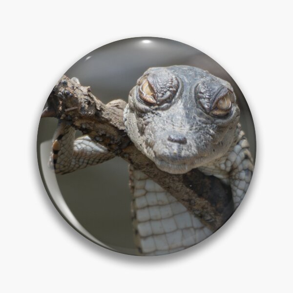 Item preview, Baby Caiman Close-Up – Wild Juvenile Crocodilian Clinging to Branch in Tropical Wetland designed and sold by WildFrameNature.