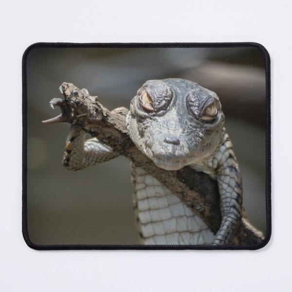Item preview, Baby Caiman Close-Up – Wild Juvenile Crocodilian Clinging to Branch in Tropical Wetland designed and sold by WildFrameNature.