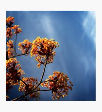 blossoms Photographic Print