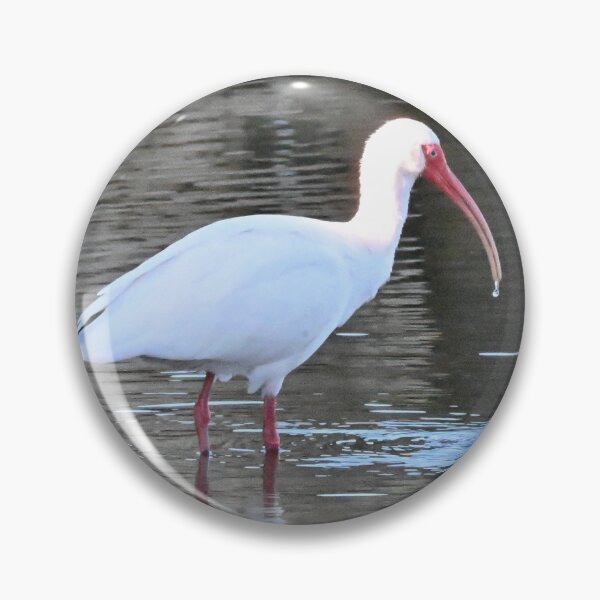 Item preview, White Ibis  designed and sold by Glennphotos.
