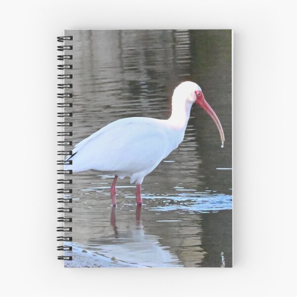 Item preview, White Ibis  designed and sold by Glennphotos.