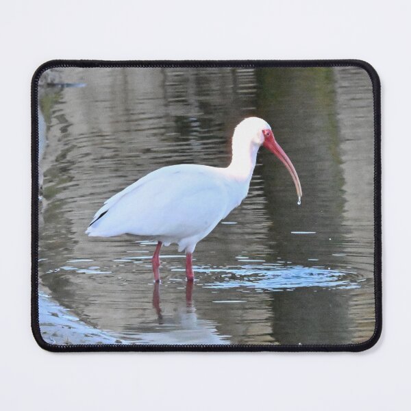 Item preview, White Ibis  designed and sold by Glennphotos.