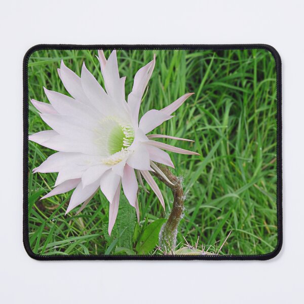 Item preview, Flowering Cactus II designed and sold by Katy Fryd.