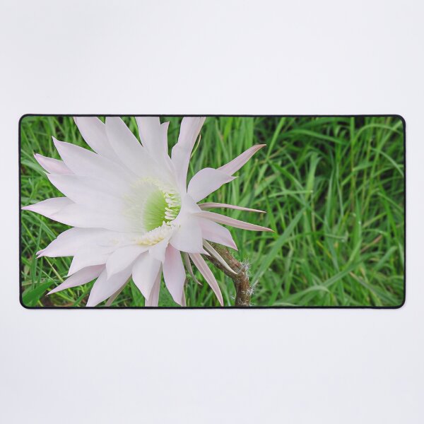 Item preview, Flowering Cactus II designed and sold by Katy Fryd.