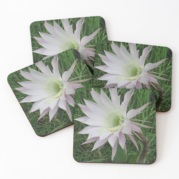 Item preview, Flowering Cactus III designed and sold by Katy Fryd.