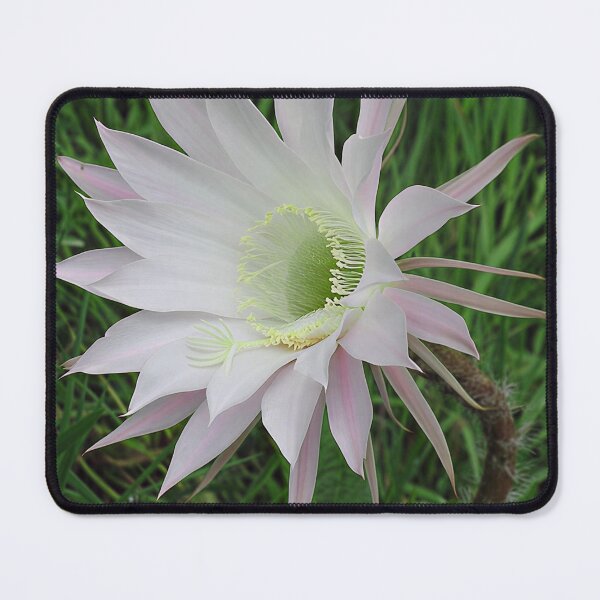 Item preview, Flowering Cactus III designed and sold by Katy Fryd.