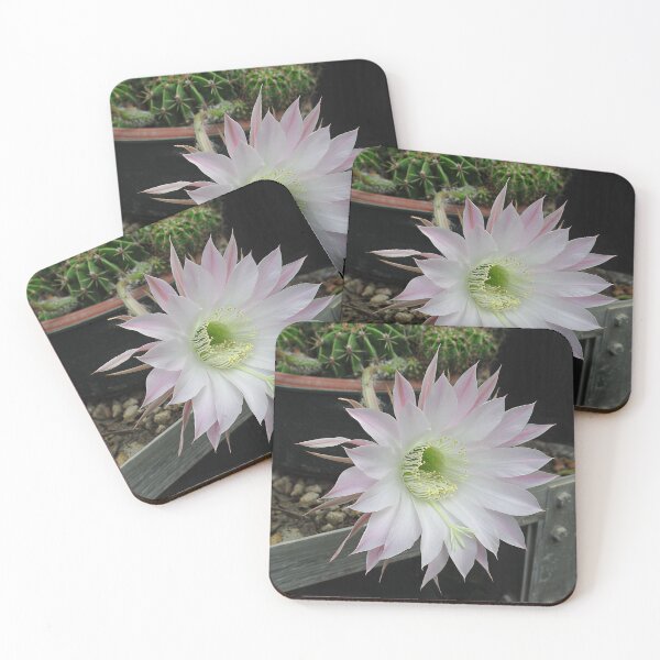 Item preview, Flowering Cactus IV designed and sold by Katy Fryd.