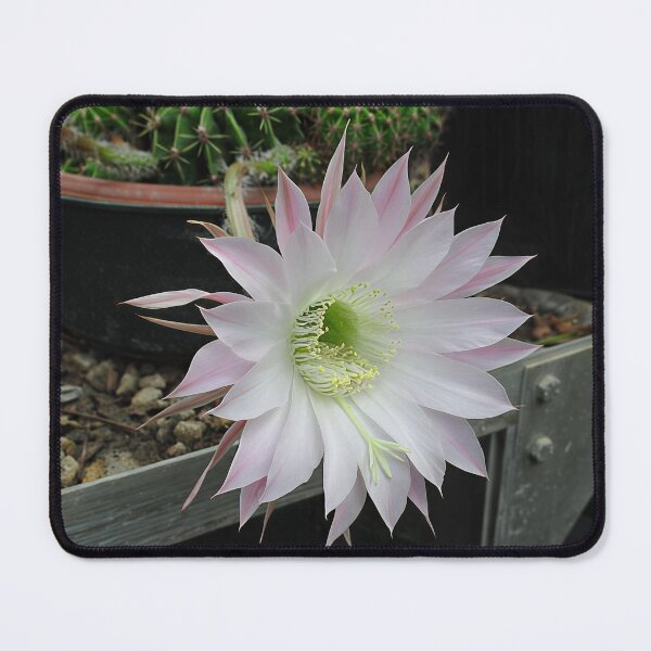 Item preview, Flowering Cactus IV designed and sold by Katy Fryd.