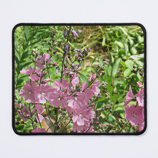 Item preview, Sidalcea 'Party Girl' VIII designed and sold by Katy Fryd.