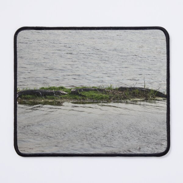 Item preview, Three American Alligators Resting on a Riverbank designed and sold by Cynthia48.