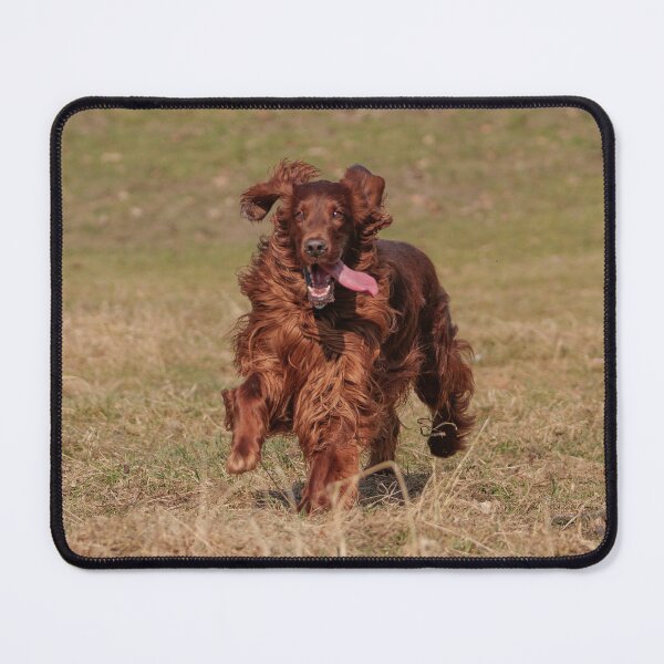 Item preview, Setter dog designed and sold by ART-SUNRISE.