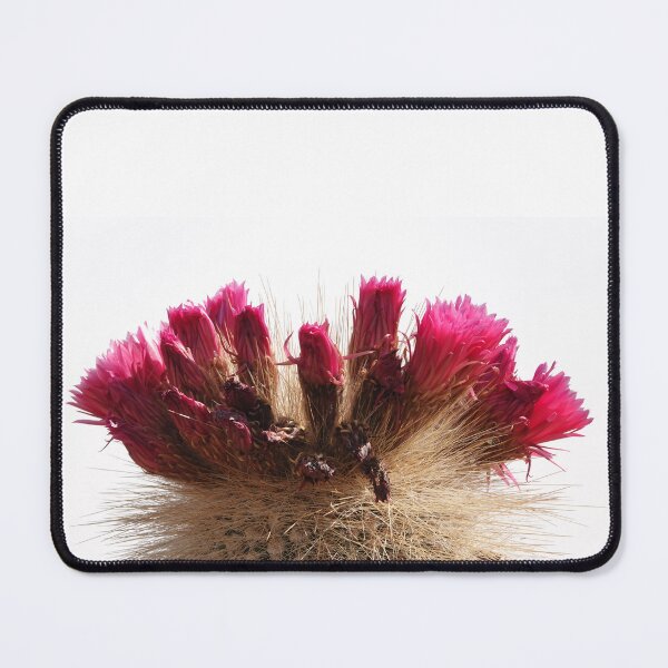 Item preview, Flowering Cactus Bolivia designed and sold by jon-bunston.