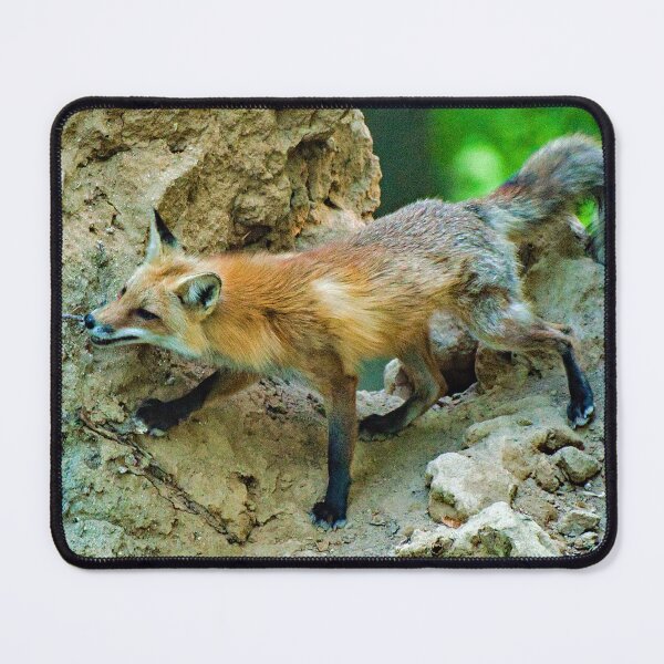 Item preview, Red Fox Spots Prey from an Upturned Tree designed and sold by AMacGPhilly.