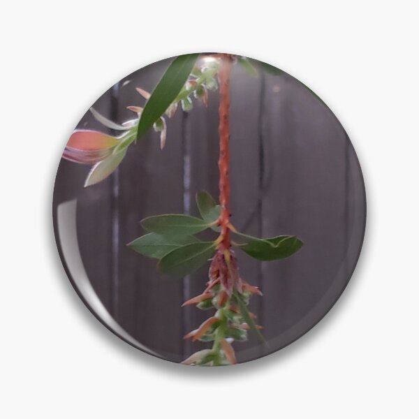 Item preview, "Bottlebrush Branch Buds - Australian Native Plant Photo designed and sold by TheArtOfTreble.