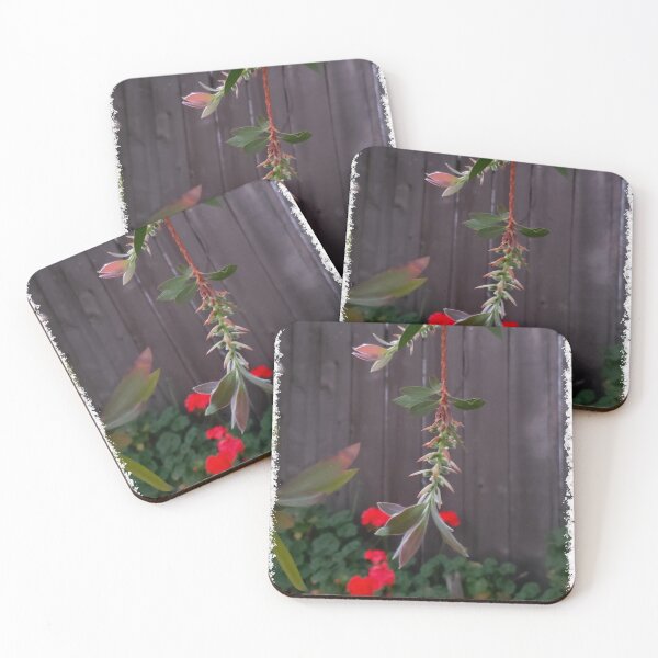 Item preview, "Bottlebrush Branch Buds - Australian Native Plant Photo designed and sold by TheArtOfTreble.