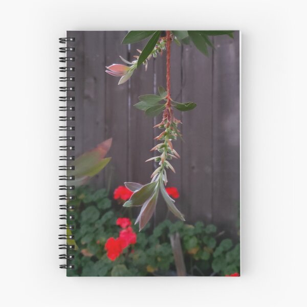 Item preview, "Bottlebrush Branch Buds - Australian Native Plant Photo designed and sold by TheArtOfTreble.