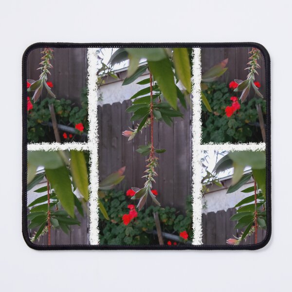 Item preview, "Bottlebrush Branch Buds - Australian Native Plant Photo designed and sold by TheArtOfTreble.