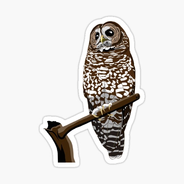 Spotted Owl Sticker