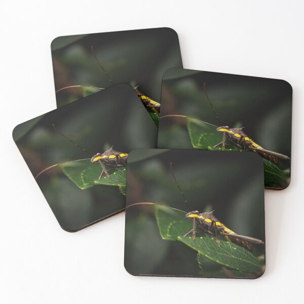 Item preview, Brown Bean Bug designed and sold by robdwildlife.