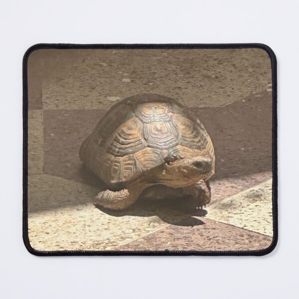 Item preview, turtle designed and sold by Ay’s woorK.