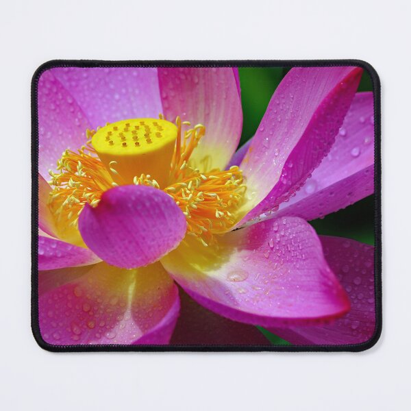 Item preview, The Pink Water Lily - Wall Art - Elegant Floral Pond designed and sold by DBM Photo Gallery 1.