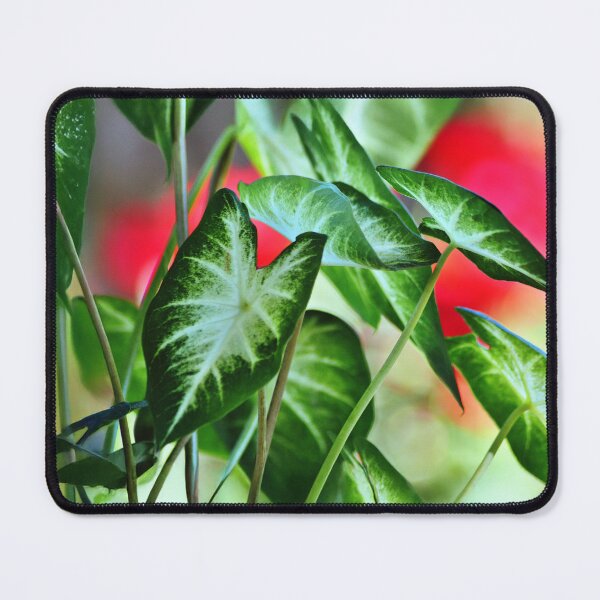 Item preview, Elephant Ear Plant - Wall Art - Bold Tropical Foliage designed and sold by DBM Photo Gallery 1.
