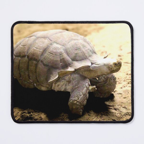 Item preview, Large Tortoise on Sandy Ground designed and sold by Stacey's unpromised.