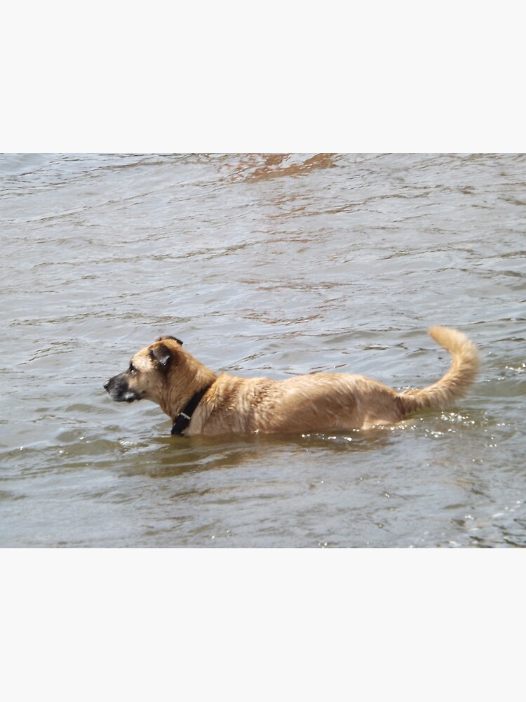 se permiten perros en los parques estatales de colorado