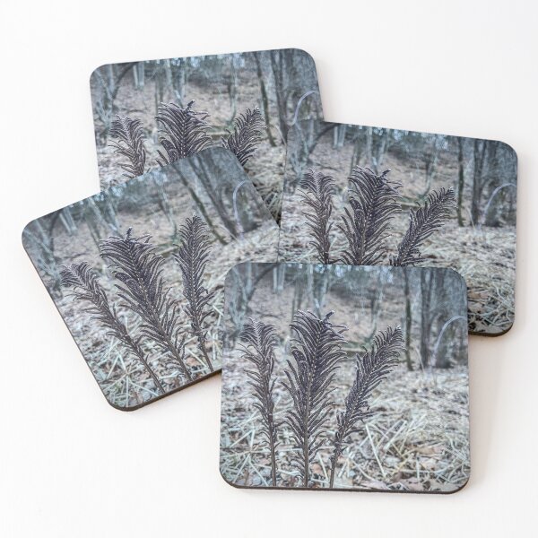 Item preview, Frosted Forest Ferns – Winter Woodland Macro Photography designed and sold by aadventures.