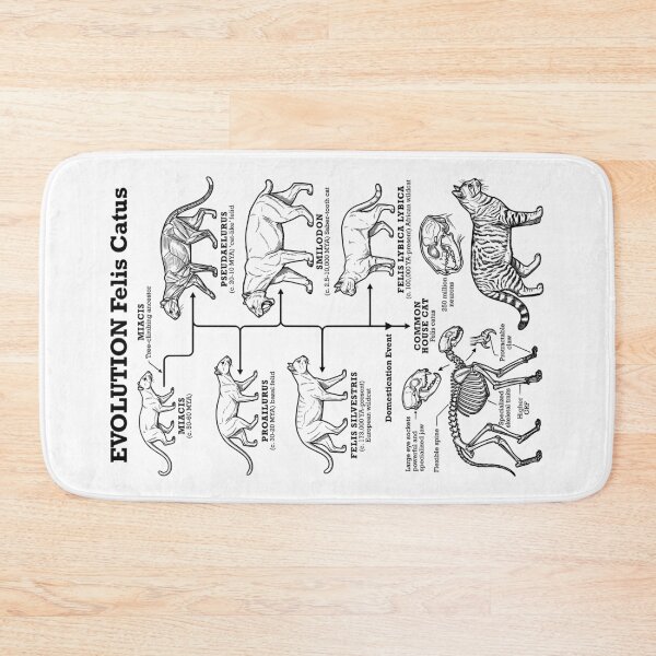 Item preview, Cat Evolution Felis Catus Cats Lineage Funny Science Diagram designed and sold by GrandeDuc.