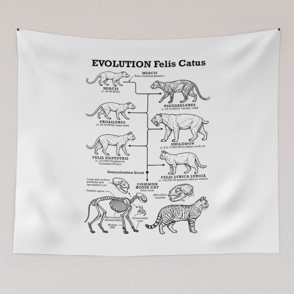 Item preview, Cat Evolution Felis Catus Cats Lineage Funny Science Diagram designed and sold by GrandeDuc.